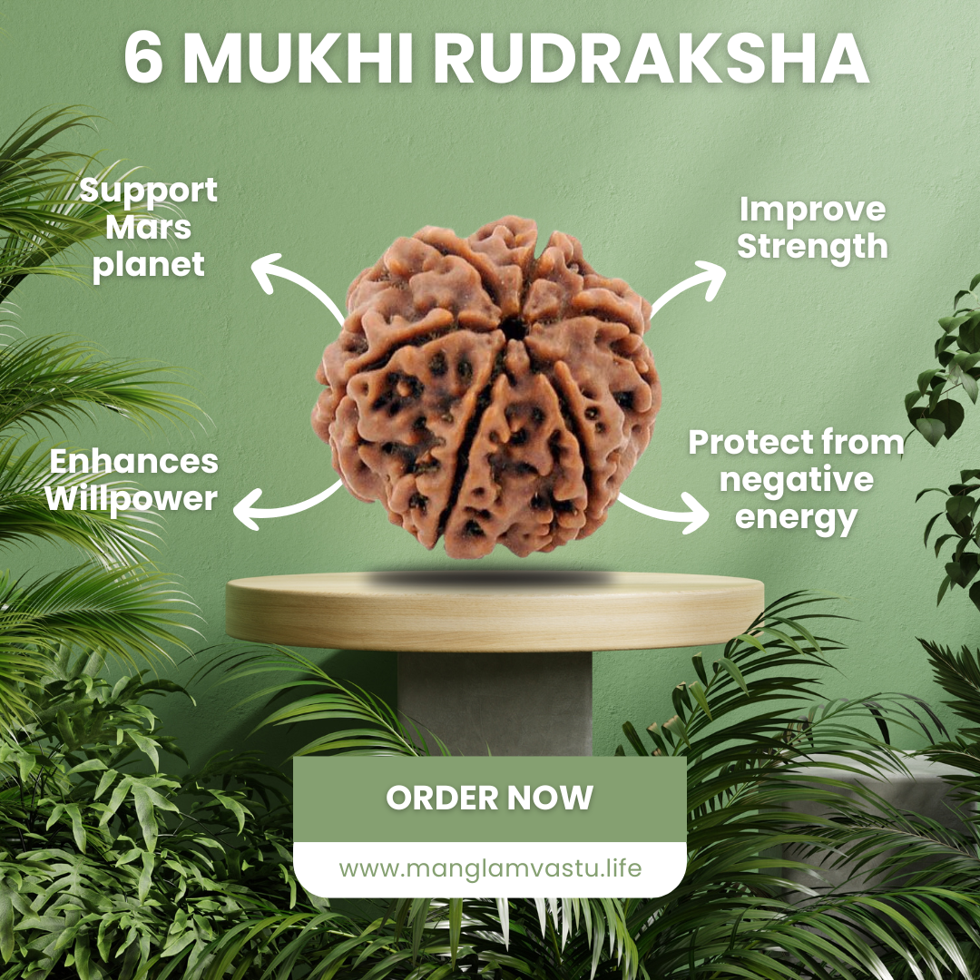 6 Mukhi Rudraksh