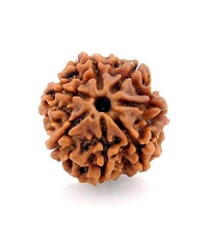 7 Mukhi Rudraksh