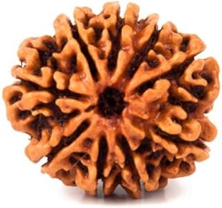 9 Mukhi Rudraksh
