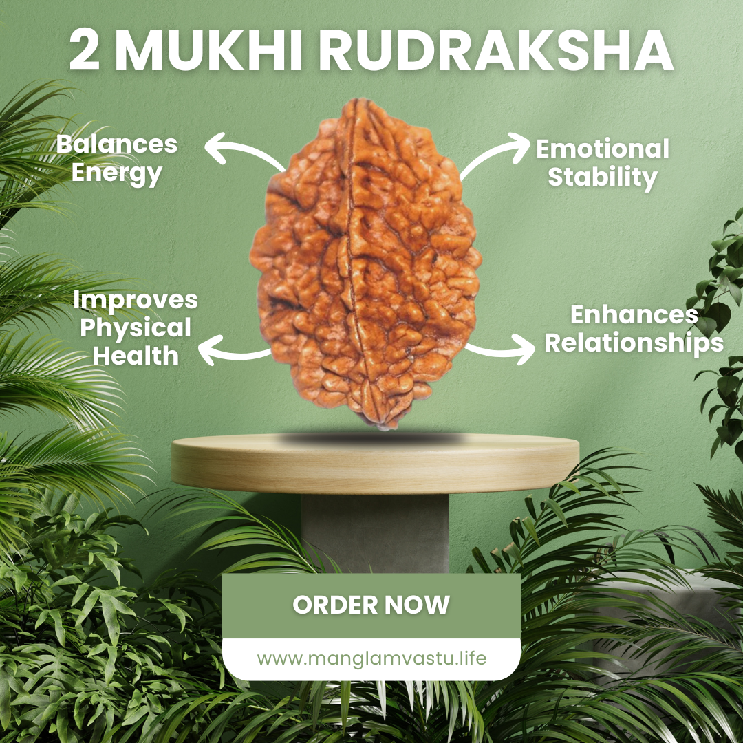 2 Mukhi Rudraksh