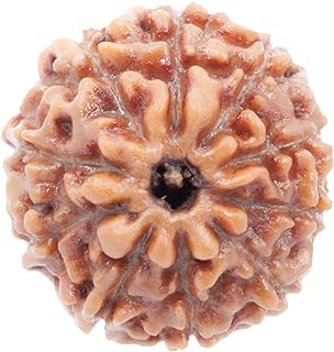 10 Mukhi Rudraksh