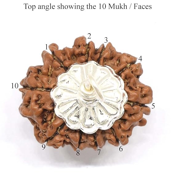 10 Mukhi Rudraksh