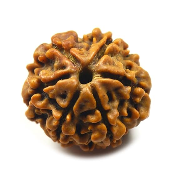 6 Mukhi Rudraksh