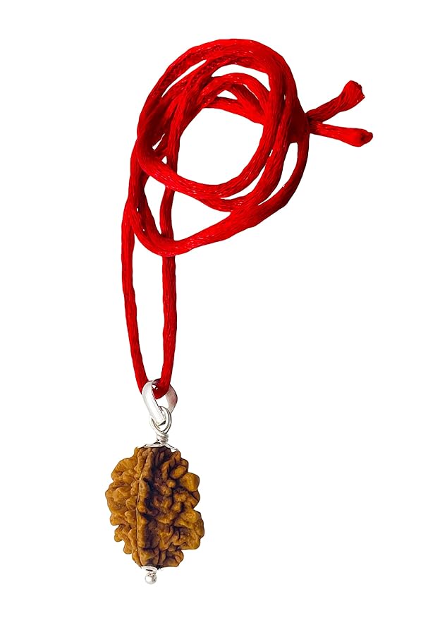 2 Mukhi Rudraksh