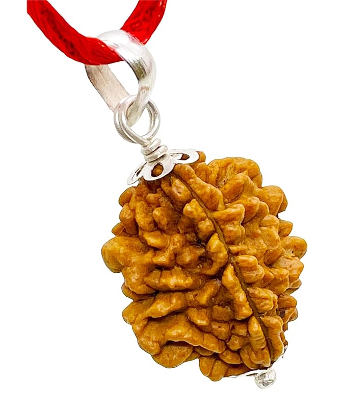 2 Mukhi Rudraksh