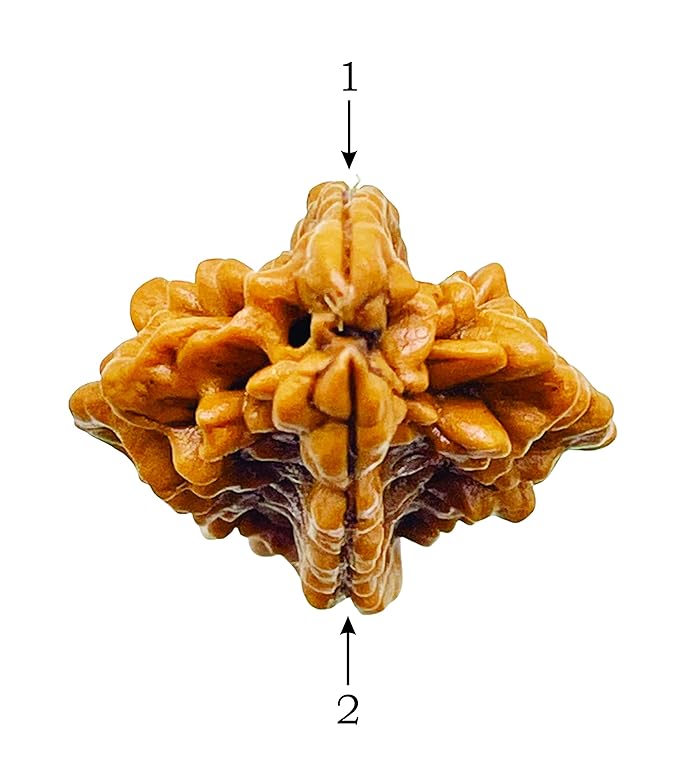2 Mukhi Rudraksh